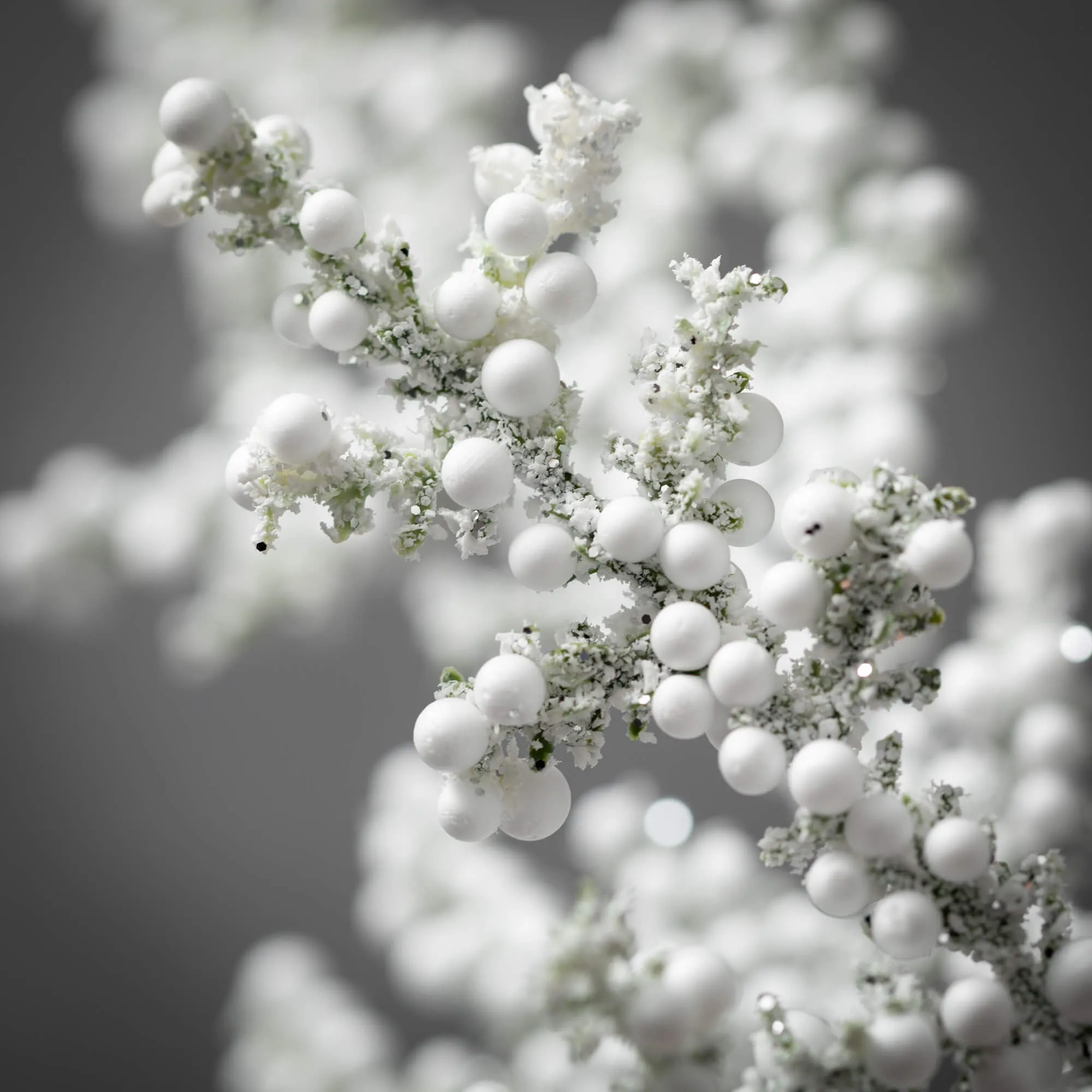 Frosted Juniper Berry Pick