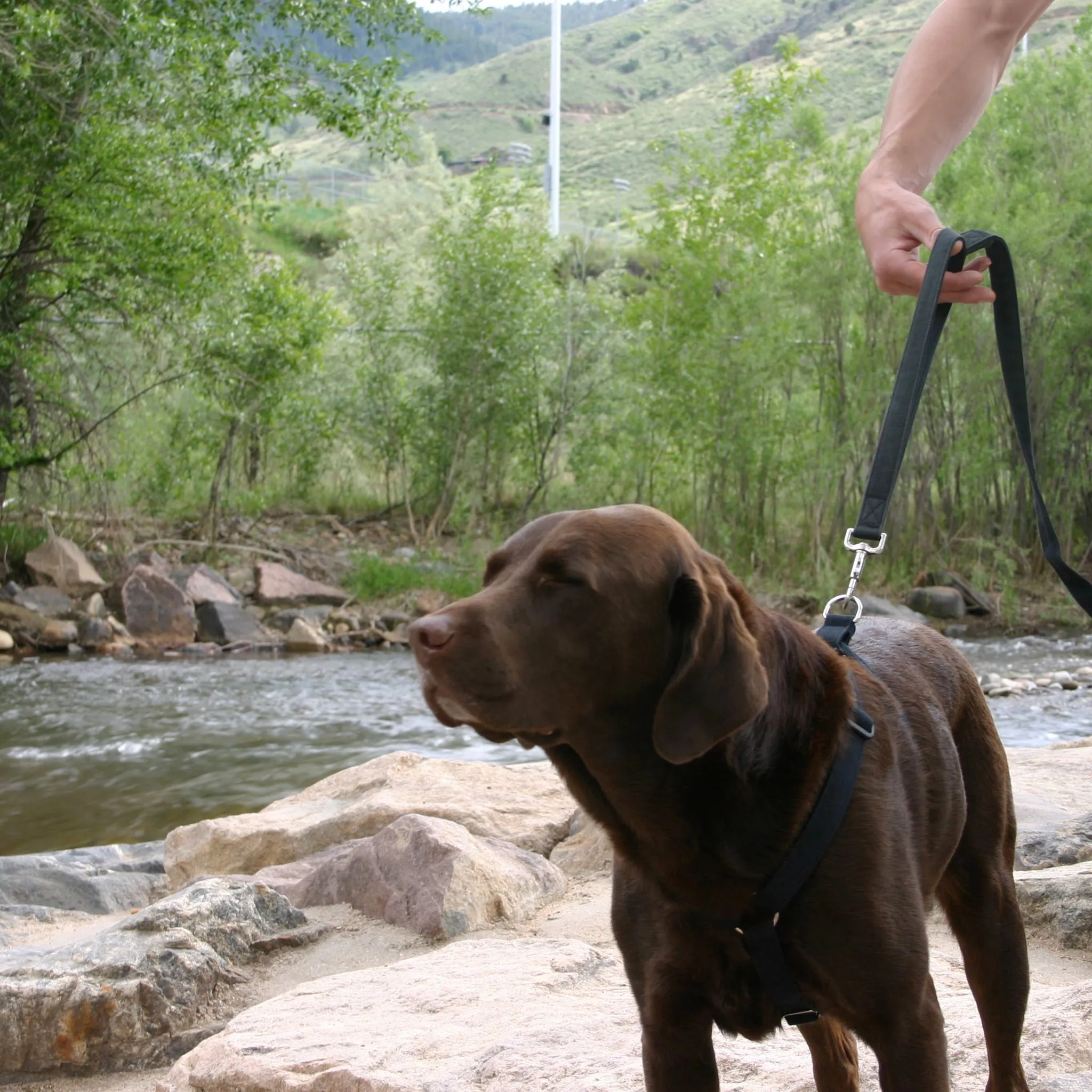 Hemp Dog leash 6' City Clicker with control loop & clasp Basic Black