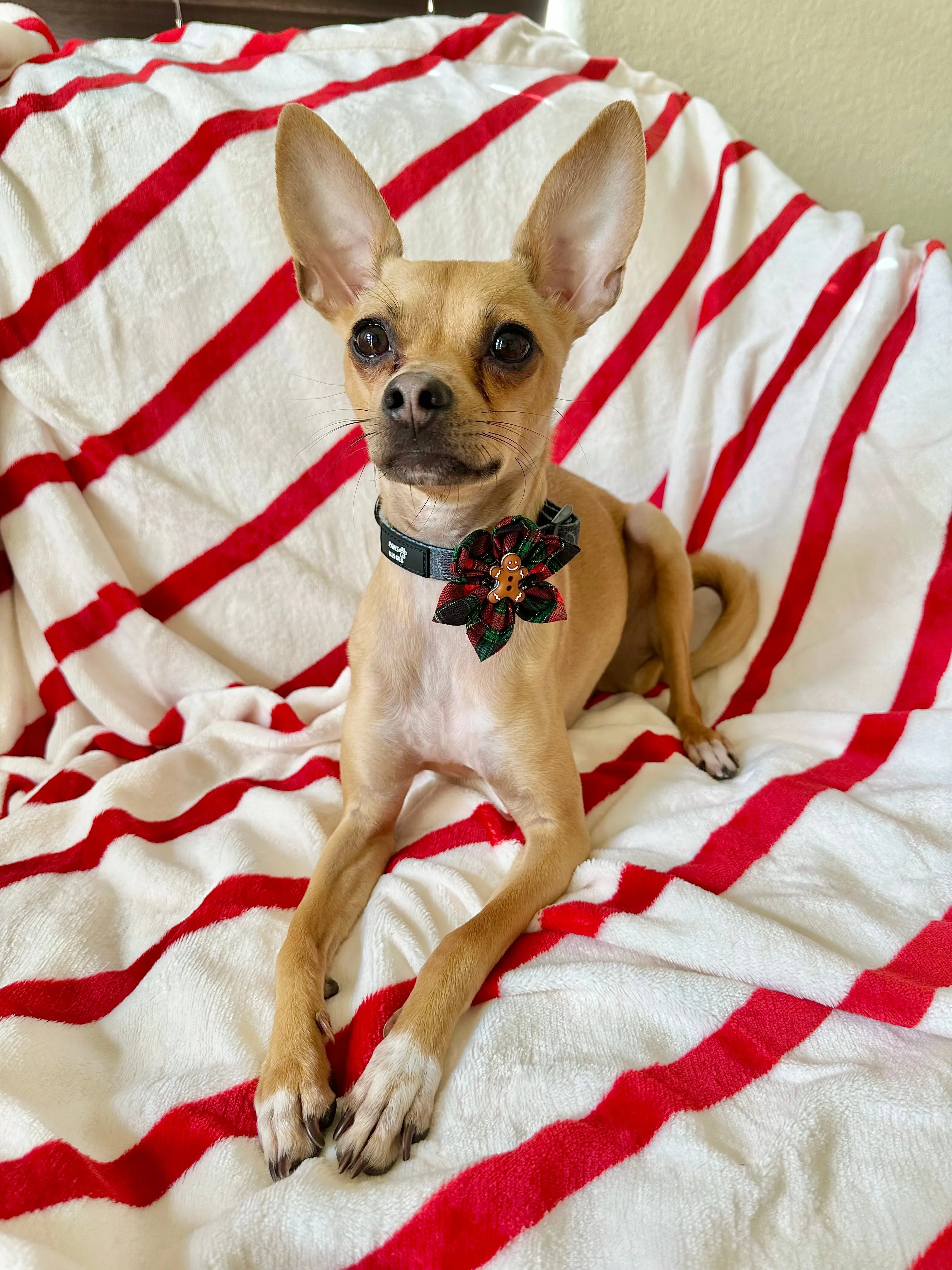 Holiday Collar Flowers