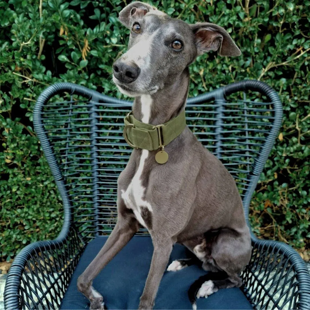 Olive Green martingale collar - Water Resistant