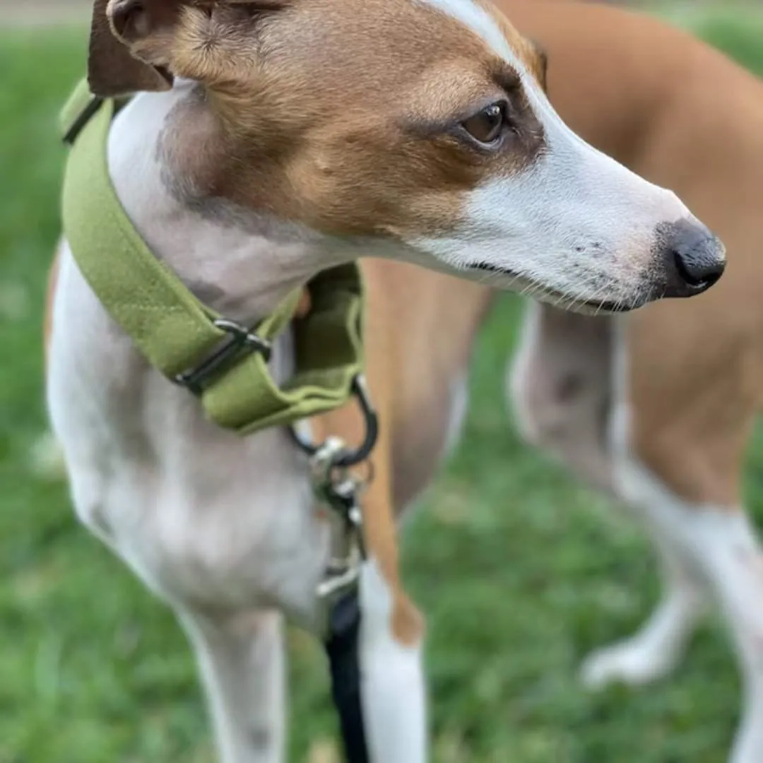 Olive Green martingale collar - Water Resistant